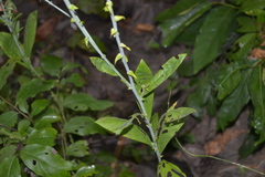 Crotalaria spectabilis